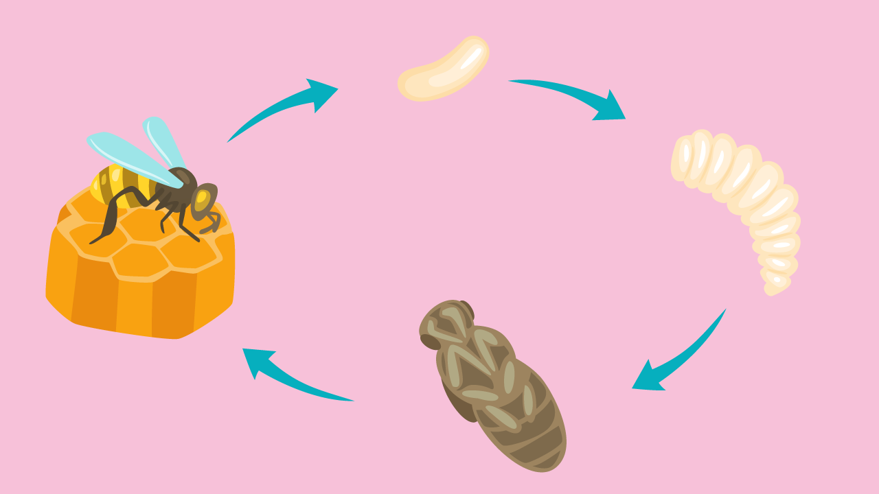 Illustration du cycle de vie d'une abeille