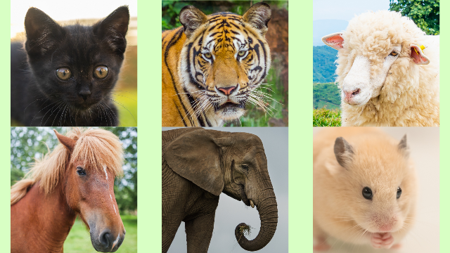 Aperçu du jeu éducatif Les types d'animaux