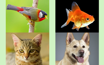 Learn : Animals thumbnail