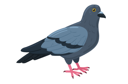 pigeon
